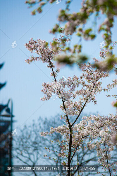 櫻花