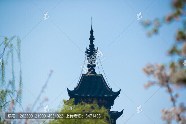 常熟櫻花季