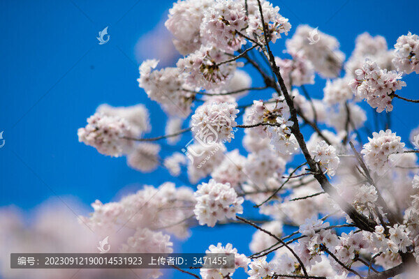 櫻花