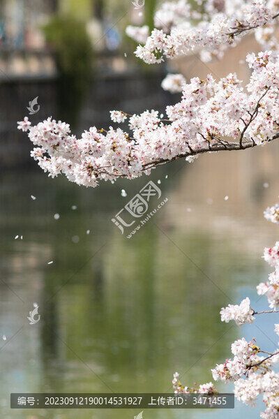 櫻花