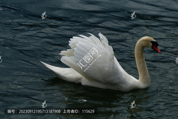 白天鵝