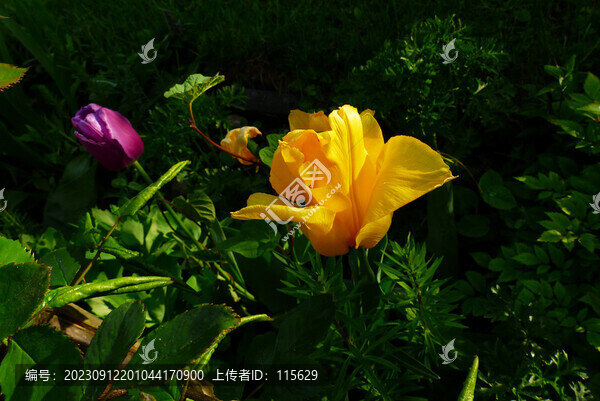 美麗的花朵