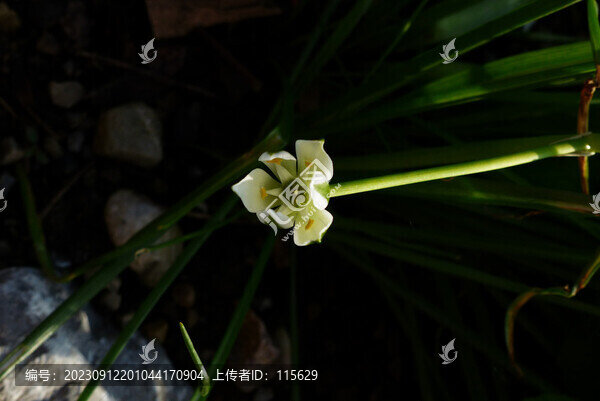美麗的花朵