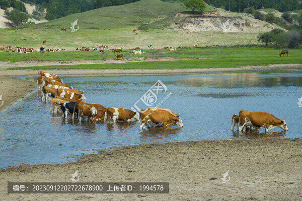 牛群