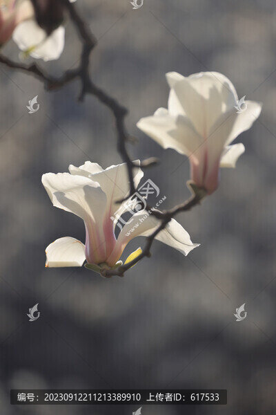 盛開的玉蘭花