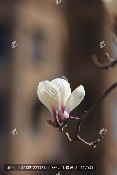 玉蘭花