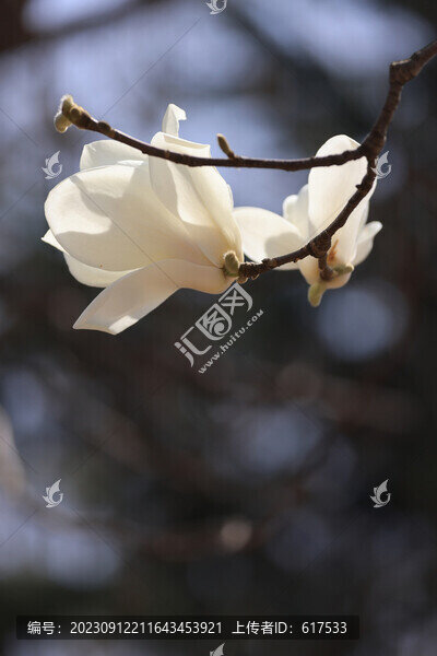 白色玉蘭花