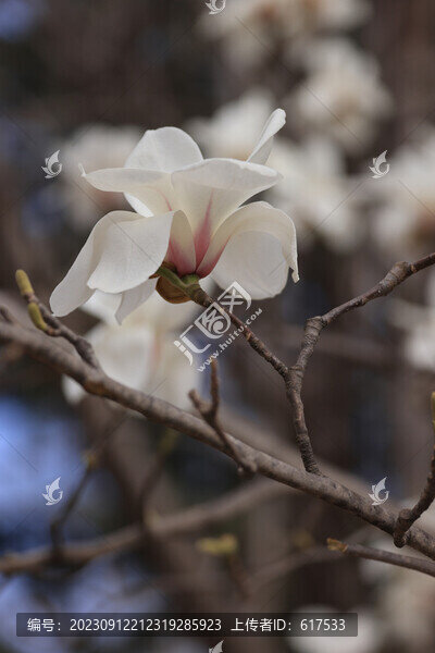 玉蘭花