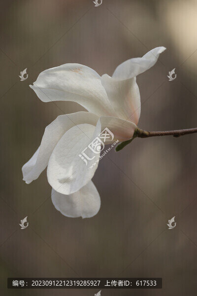玉蘭花