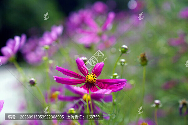 秋英花