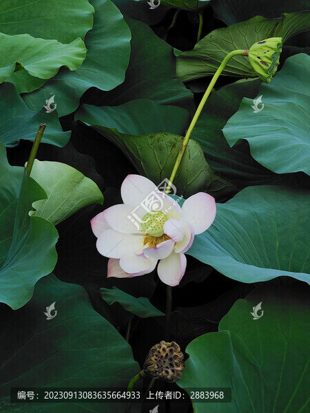荷花