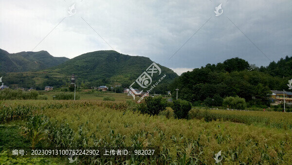 玉米地