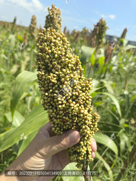 沉甸甸青澀高粱