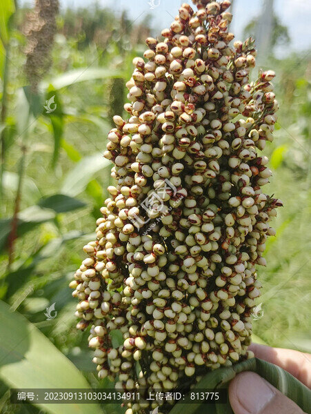 特寫沉甸甸高粱