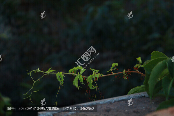 爬山虎藤曼