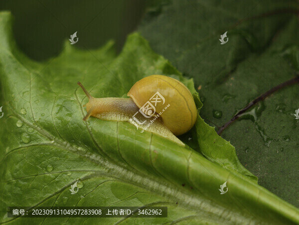 蝸牛