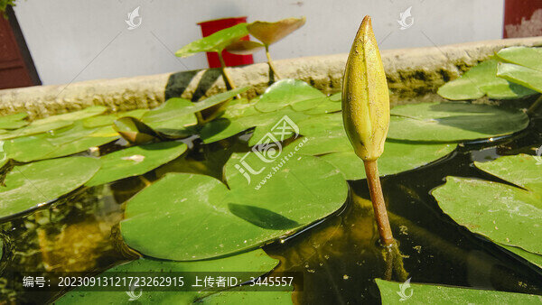 睡蓮花苞待放