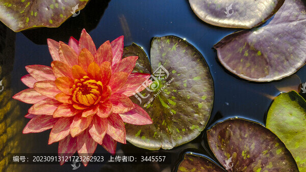 紅色睡蓮