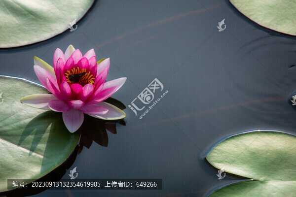 晨曦中的睡蓮花