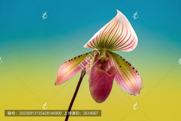 兜蘭花