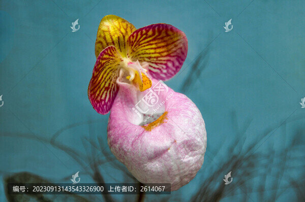 兜蘭花一朵