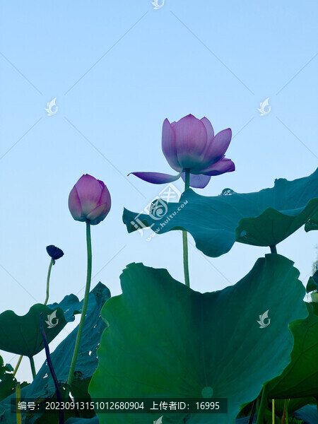 揚(yáng)州揚(yáng)子津生態(tài)公園荷花