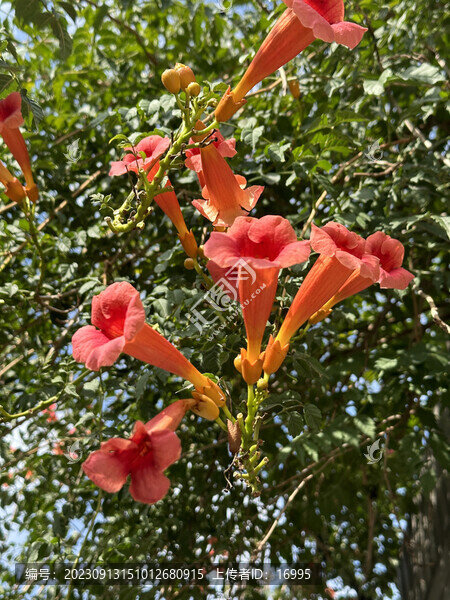 凌霄花