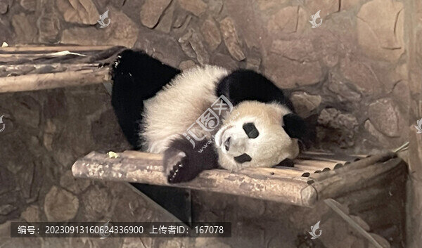 調皮的大熊貓