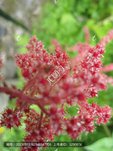 西藏墨脫一大簇紅色的花朵
