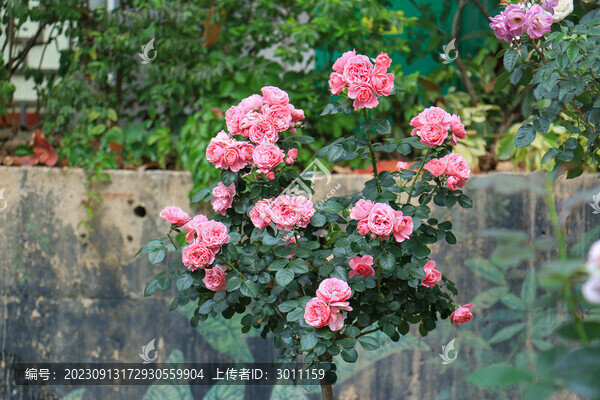 月季花