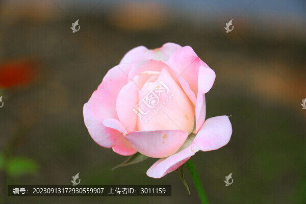 月季花