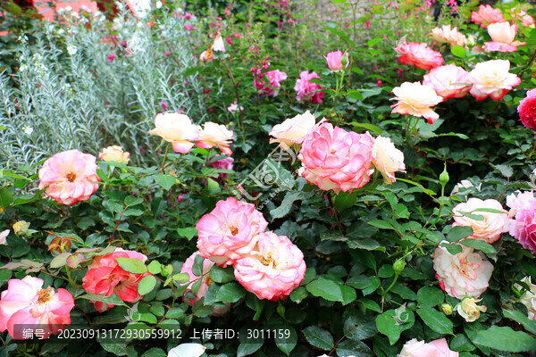 月季花