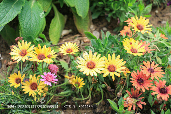 菊花