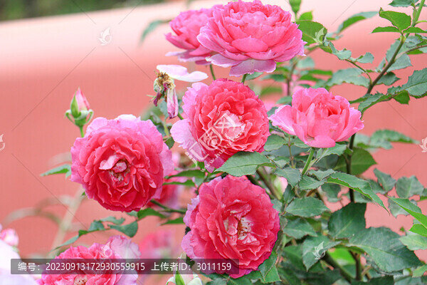 月季花