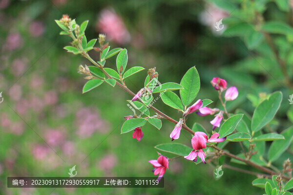 胡枝子