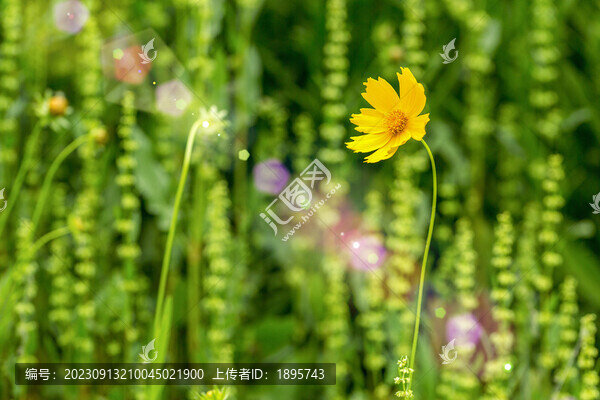 陽(yáng)光下的鮮花