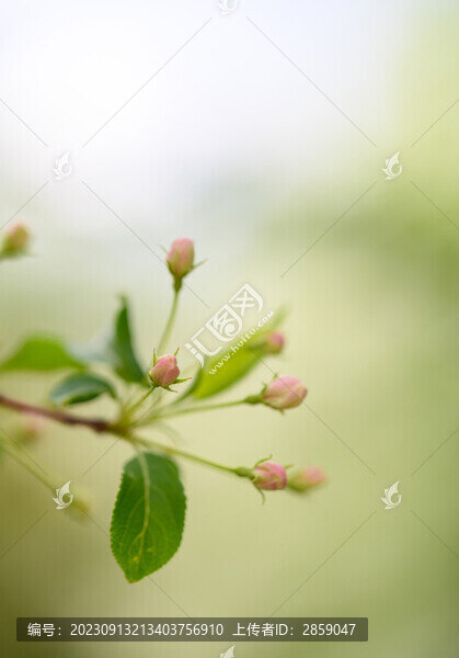 山丁子花蕾
