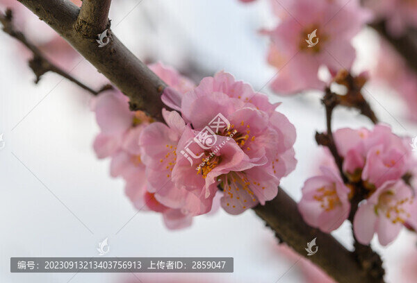梅花