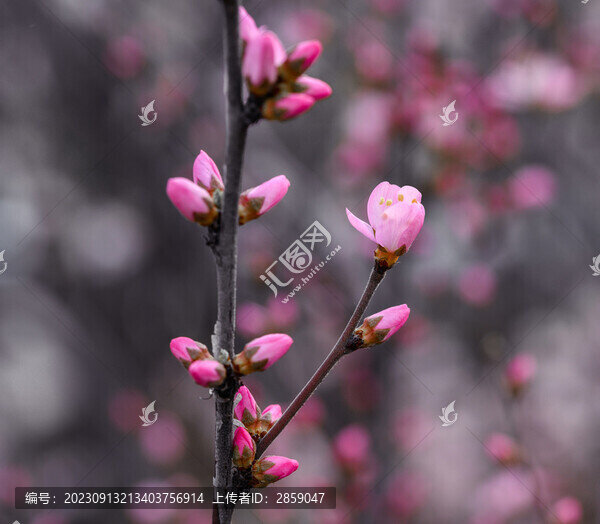 梅花