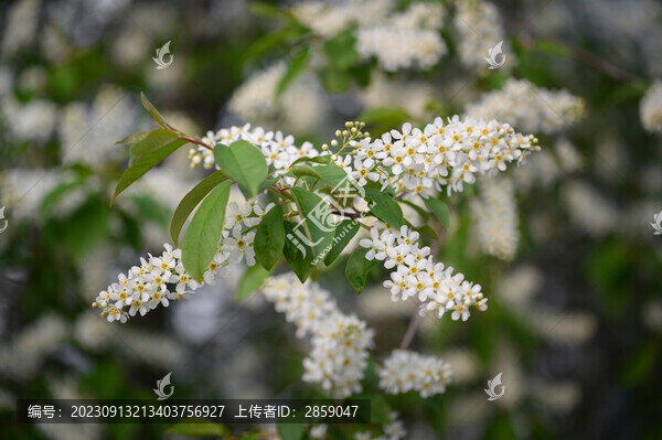 稠李子花