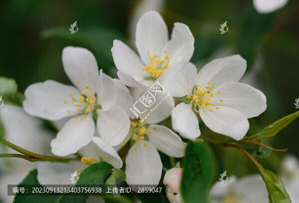 山丁子花
