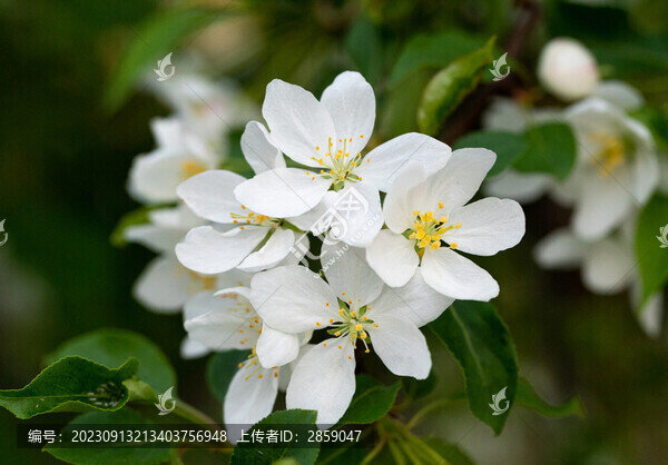 山丁子花