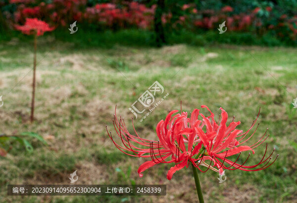 盛開(kāi)的紅色彼岸花特寫(xiě)