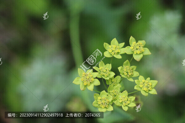 野生黑柴胡