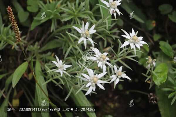 華火絨草