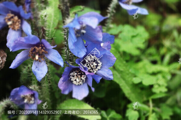 綠絨蒿