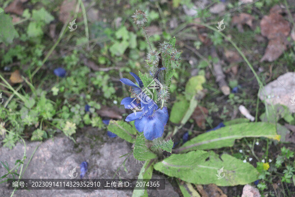 綠絨蒿