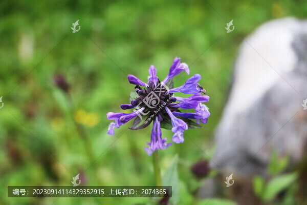 康藏荊芥