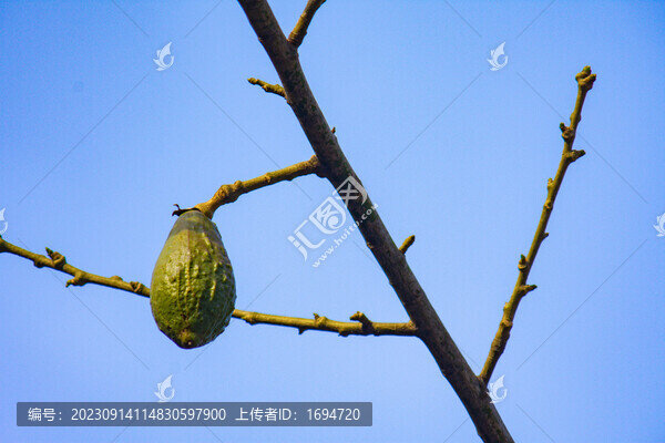 木棉苞