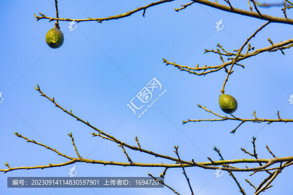 木棉樹